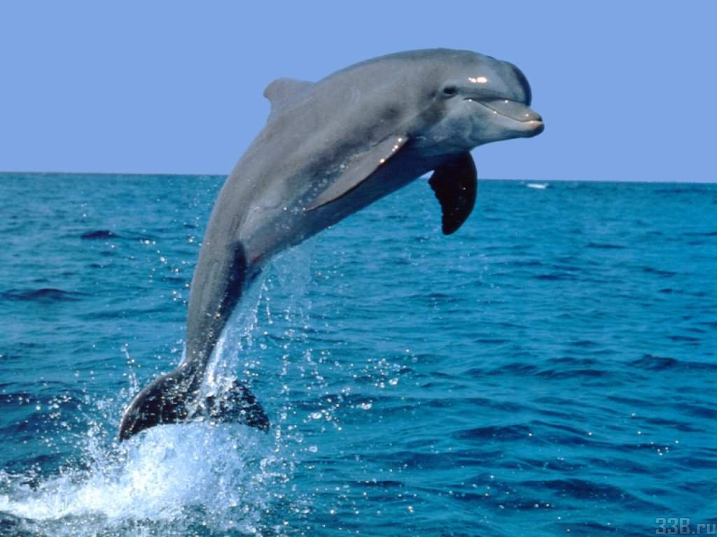 fond d'ecran gratuit dauphin